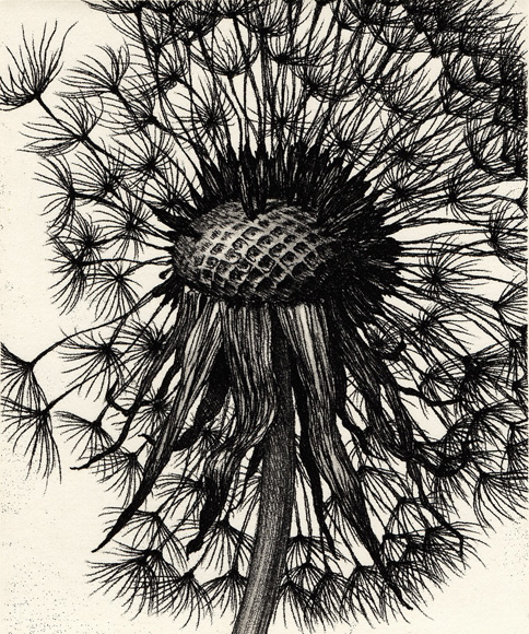 dandelion