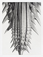 SEED